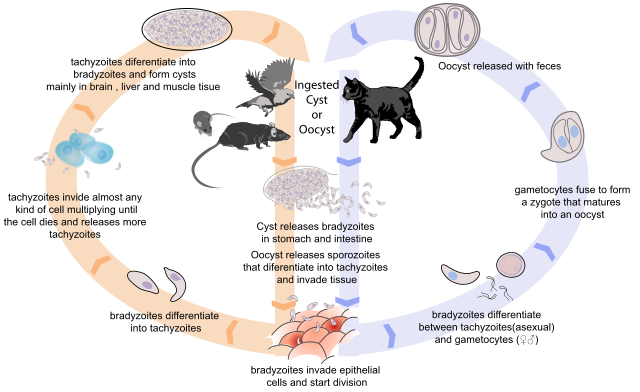 Life Cycle of Toxoplasma Gondii