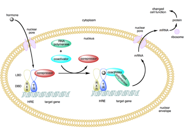 type 2 nuclear receptor action