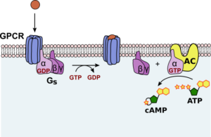 activatoin-adenylate cyclase