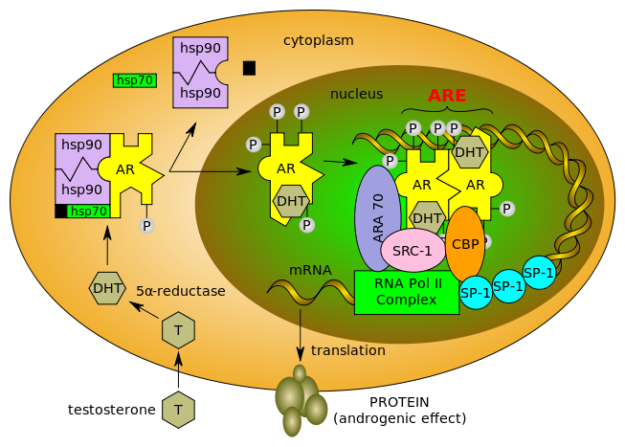 human androgen receptor and androgen binding