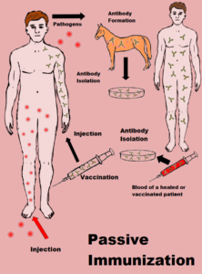 This sheme illustrates the process of passive immunisation and depends on the original artwork of Invexis
