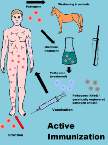 This sheme illustrates the process of active immunisation and depends on the original artwork of Invexis