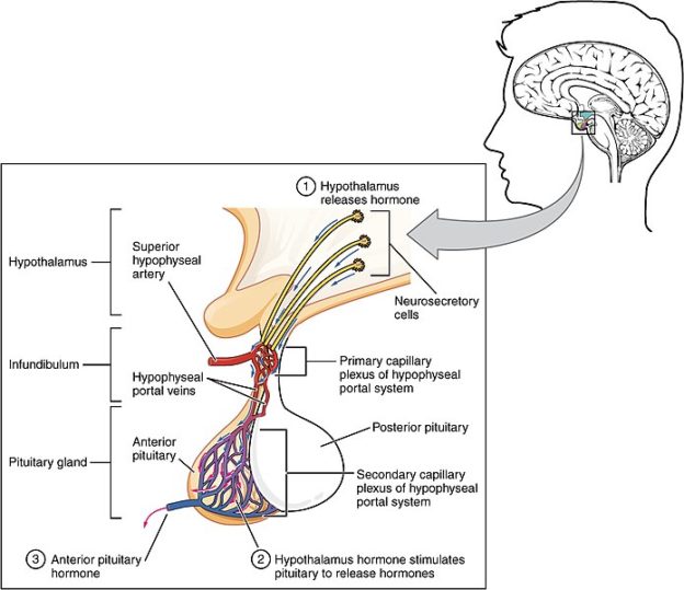 The_Anterior_Pituitary_Complex