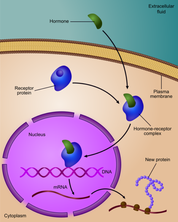 Steroid Hormone Receptors Lecturio Online Medical Library 4337