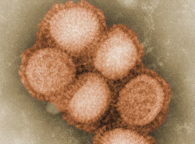 swine flu virus