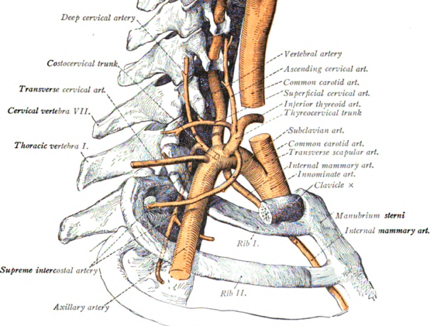 The branches of the subclavian artery and the course of the vertebral artery in the neck (schematic).