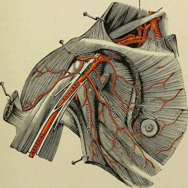 subclavian artery