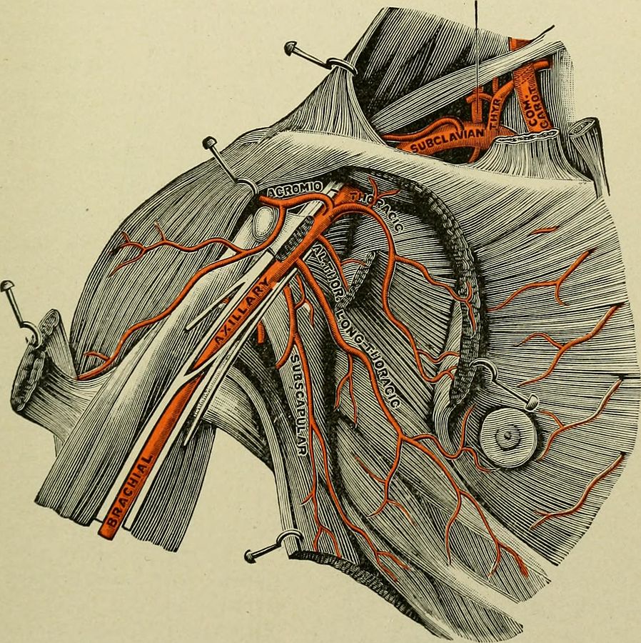 Subclavian Arteries The Lecturio Medical Online Library