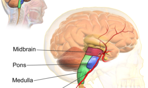 Brainstem Anatomy