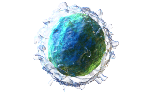 lymphocyte b cell