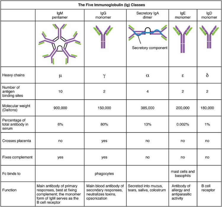 Image showing the five classes of antibodies