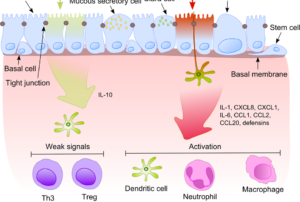 Mechanisms underlaying the inflammation in respiratory tract
