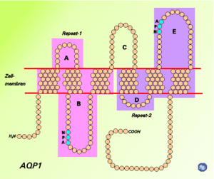 AQP1