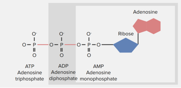 Adenosine Triphosphate Atp Definition And Synthesis