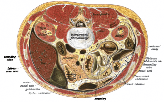 Abdomen