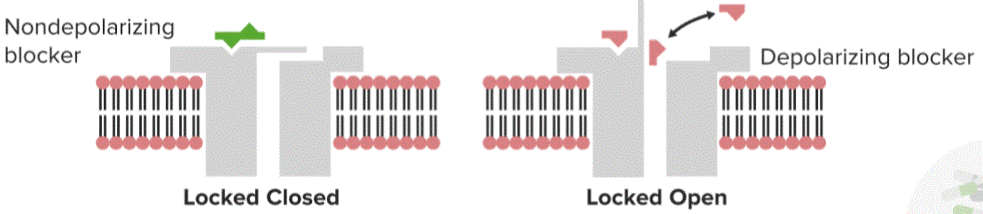 Action of Skeletal Muscle Relaxants