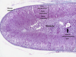 Adrenal-cortex-labelled