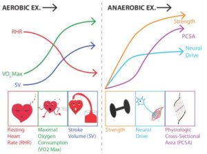 adaptações de exercícios aeróbicos e anaeróbicos