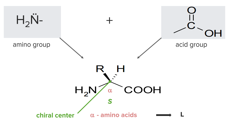 Structure Of Amino Acids 0802