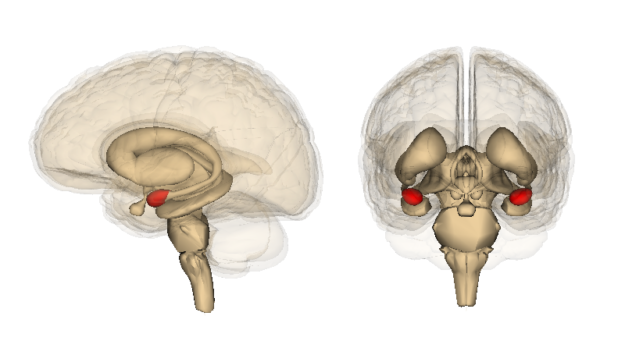 location of amygdala