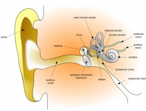 Inner Ear Disorders: Vertigo, Ménière's Disease: Audiometry