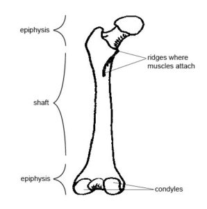 Femur