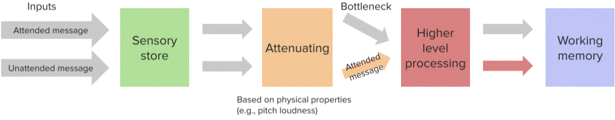 Anne Treisman´s Attenuation Model