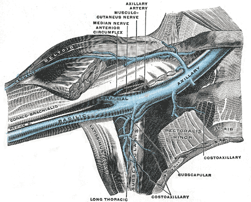 Anterior view of right upper limb and thorax - axillary vein and the distal part of the basilic vein and cephalic vein