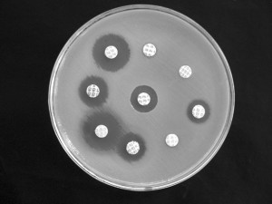 Antibiotic susceptibility testing by disk diffusion Antibiotic susceptibility testing by disk diffusion