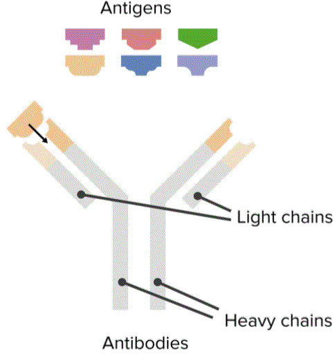 Antibodies