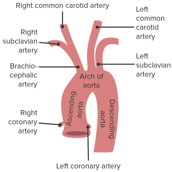 Histology Of Blood Vessels Wall Structure Of Arteries And Veins