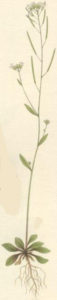arabidopsis thaliana