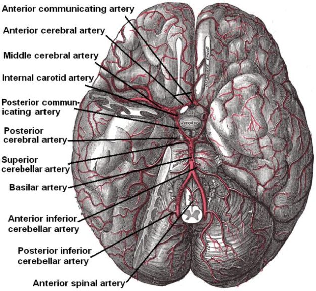 Arteries beneath brain Gray