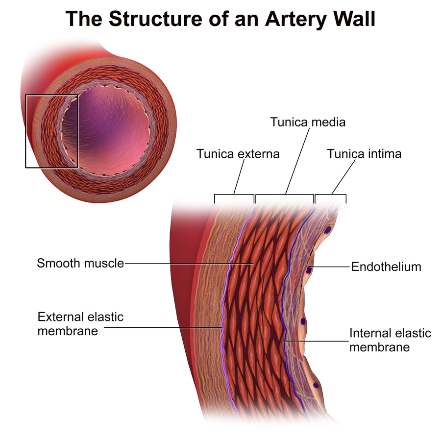 Diagram of Artery Wall Structure