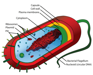 Average prokaryote cell