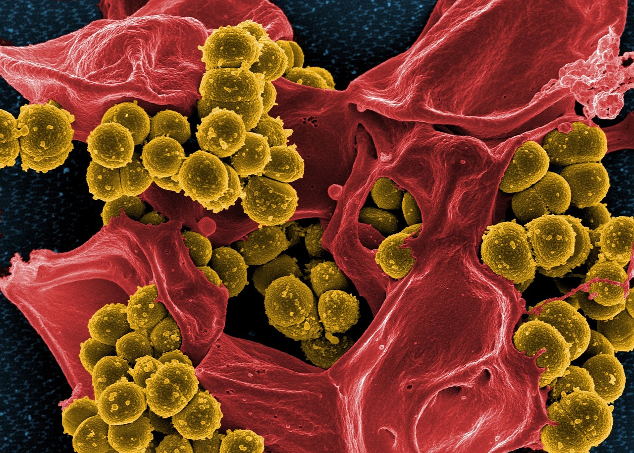 Image of Bacteria