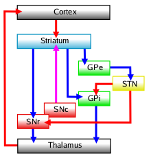 Basal ganglia classic