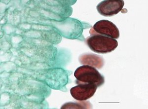 Basidomycetes