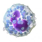 Basophil granulocytes