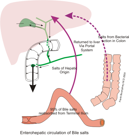 Bile recycling