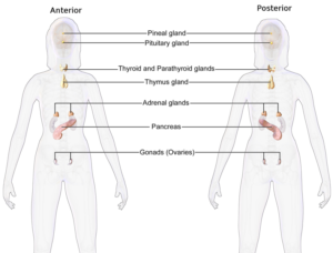 Female Endocrine System