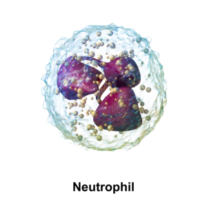 Quantitative White Blood Cell Disorders Types Presentation