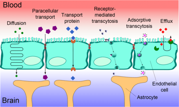 Blood-brain barrier transport