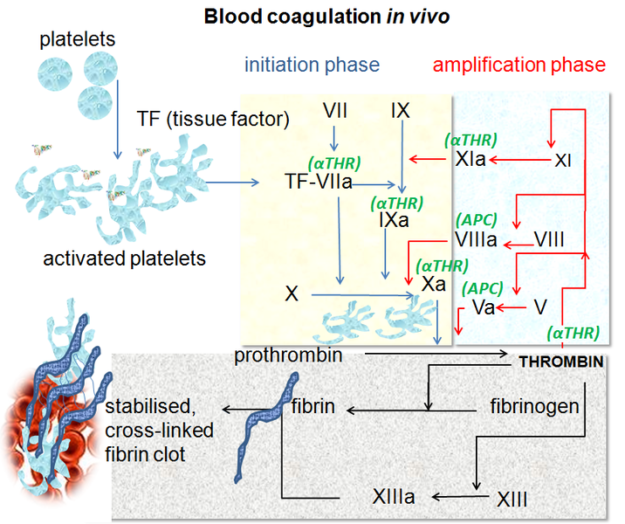 Blood coagulation pathways in vivo