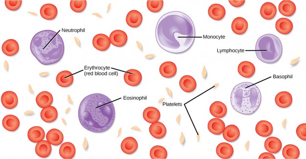 Bloodstructure