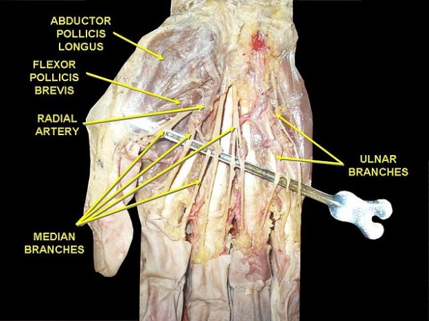 Branches of median nerve