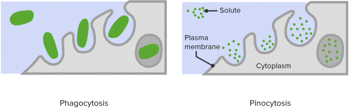 Bulk Transport Mechanisms