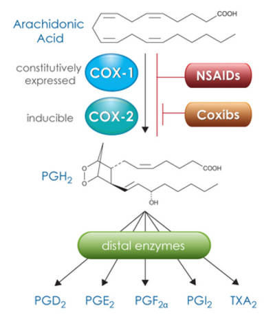 COX-1 and COX-2 convert arachidonic acid to the intermediate PGH2