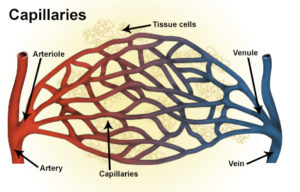 Illustration of blood vessels including artery, arteriole, capillaries, vein and venule.