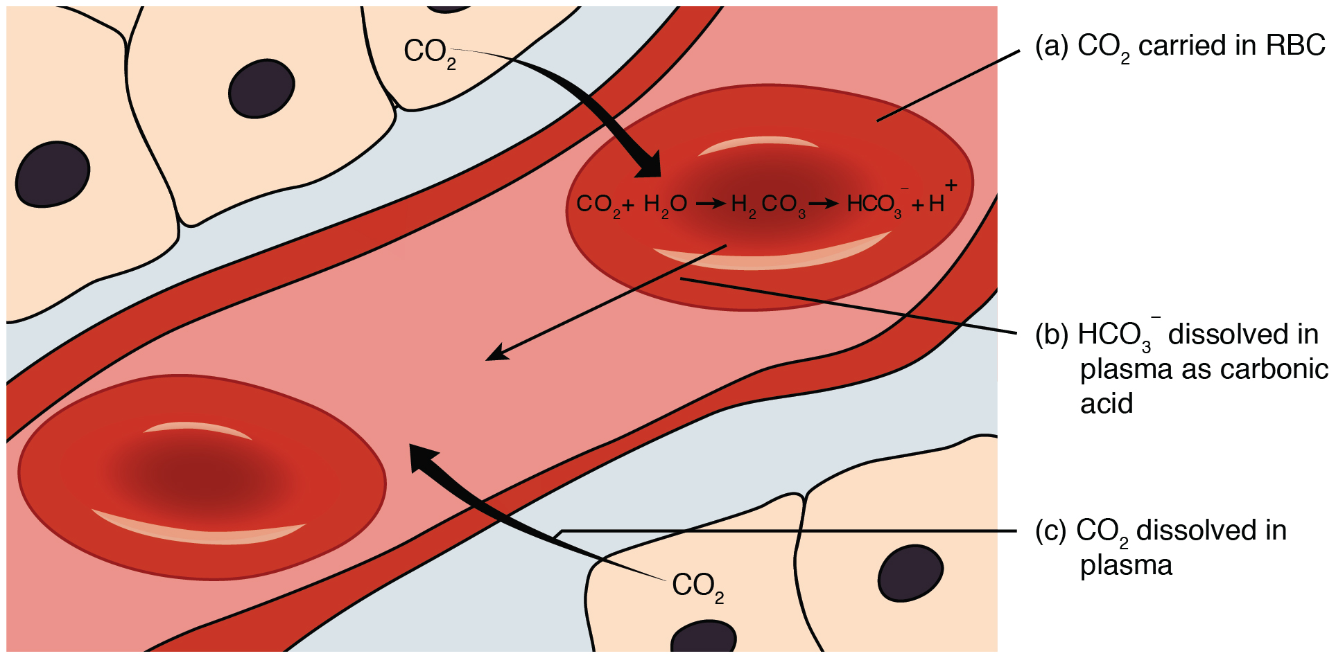 respiratory-system-and-the-respiratory-muscles-lecturio